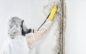 Best Emergency Mold Remediation  in Basile, LA